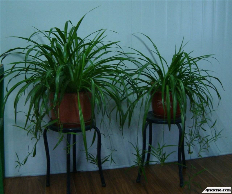 整木定制裝修完如何去除甲醛味道？(圖2)